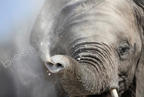 Biosphoto | 2087872 | African Elephant (Loxodonta africana) young elephant blowing dust, Namibia | &copy; Philippe Moës / Biosphoto
