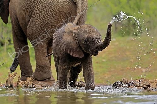 Biosphoto | 2593661 | African elephant (Loxodonta africana), young animal, calf, baby elephant, mother, young animal with mother, at the water, drinking, Kruger National Park, Kruger National Park, South Africa, Africa | &copy; Jürgen & Christine Sohns / imageBROKER / Biosphoto