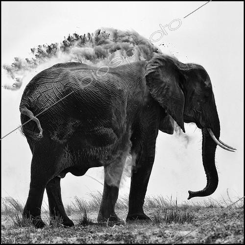 Biosphoto | 1977479 | African Elephant taking a dust bath - Chobe Botswana | &copy; Philippe-Alexandre Chevallier / Biosphoto