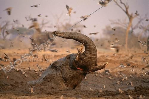 Biosphoto | 5269 | African elephant taking mudbath | &copy; Theo Allofs / Biosphoto