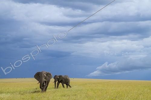 Biosphoto | 2027190 | African Elephants in the savannah - Masai Mara Kenya | &copy; Michel & Christine Denis-Huot / Biosphoto