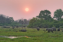Biosphoto | 2623040 | African elephants (Loxodonta africana) at dusk. Botswana. | &copy; Michel Bureau / Biosphoto