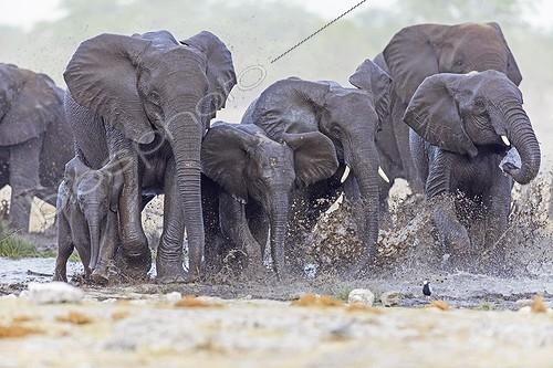Biosphoto | 1757896 | African Elephants walking in water Etosha Namibia  | &copy; Alain Mafart-Renodier / Biosphoto