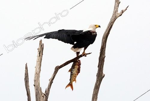 Biosphoto | 2045911 | African Fish Eagle and Tiger Fish - Lake Kariba Zimbabwe  ; This artificial lake is the border with Zambia. It is also a national park full of elephants, hippos and antilopes. In its water, the tiger fish attracts fishermen from all over the world. | &copy; Antoine Lorgnier / Biosphoto