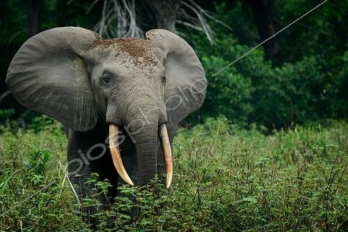 Biosphoto | 2068842 | African forest elephant (Loxodonta cyclotis). Odzala-Kokoua National Park. Cuvette-Ouest Region. Republic of the Congo | &copy; Roger de La Harpe / Biosphoto