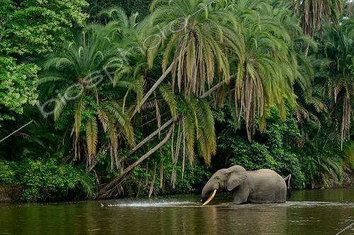 Biosphoto | 2068846 | African forest elephant (Loxodonta cyclotis) in Lekoli River. Odzala-Kokoua National Park. Cuvette-Ouest Region. Republic of the Congo | &copy; Roger de La Harpe / Biosphoto