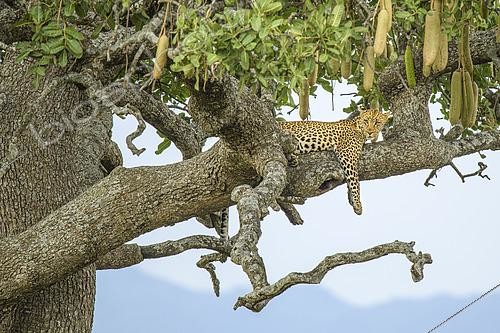 Biosphoto | 2603034 | African leopard (Panthera pardus) sleeping in a sausage tree in the Serengeti, Tanzania | &copy; Clément Fontaine / Biosphoto