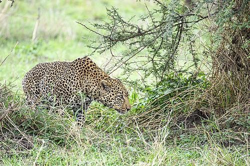 Biosphoto | 2603038 | African leopard (Panthera Pardus) walking in hunting mode with its head down in the Serengeti, Tanzania | &copy; Clément Fontaine / Biosphoto