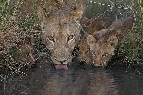 Biosphoto | 2610944 | African Lion (Panthera leo) mother with cubs drinking at waterhole, Okavango Delta, Botswana | &copy; Marion Vollborn / imageBROKER / Biosphoto