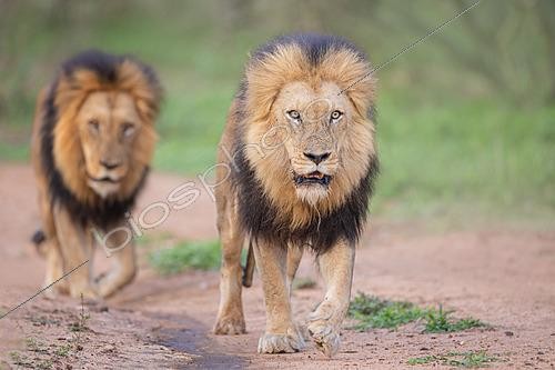 Biosphoto | 2622215 | African Lion (Panthera leo) two males close-up, Sabi Sands, South Afrika | &copy; Marion Vollborn / BIA / Biosphoto