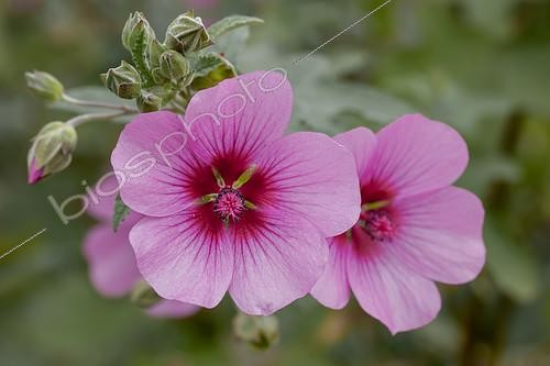 Biosphoto | 2548747 | African mallow (Anisodontea capensis) 'El Rayo' | &copy; Marie Aymerez / Biosphoto