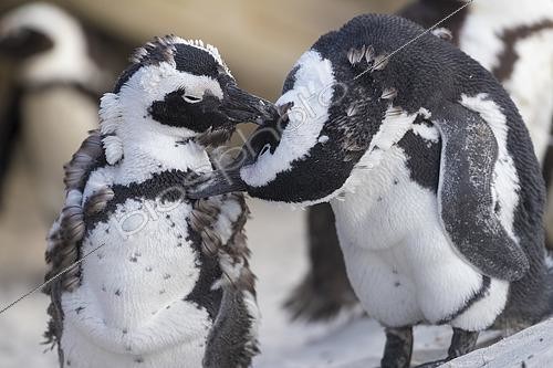 Biosphoto | 2452057 | African penguin (Spheniscus demersus), two individuals preening each other, Western Cape, South Africa | &copy; Saverio Gatto / Biosphoto