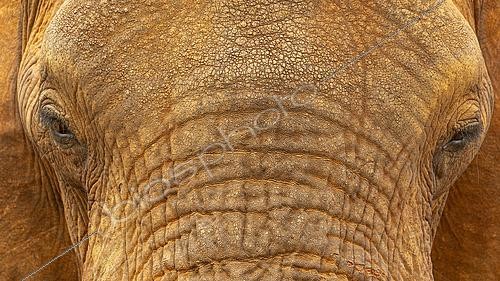 Biosphoto | 2615787 | African savanna elephant (Loxodonta africana) close-up of an elephant's head from the front, Tsavo East, Kenya. | &copy; Christophe Ravier / Biosphoto