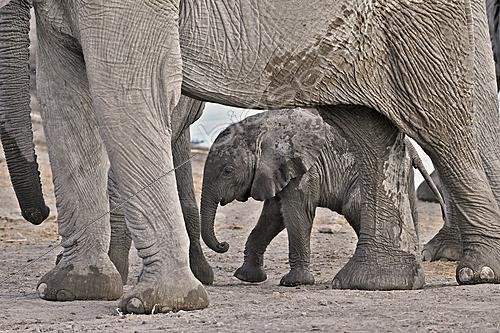 Biosphoto | 2622912 | African savanna elephant (Loxodonta africana) calf, Etosha National Park, Namibia. | &copy; Michel Bureau / Biosphoto
