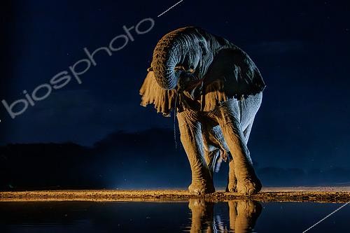 Biosphoto | 2605433 | African Savanna Elephant or Savanna Elephant (Loxodonta africana), drinking by night at the waterhole, Shompole wilderness, Shompole Community, Kenya, East Africa, Africa | &copy; Sylvain Cordier / Biosphoto