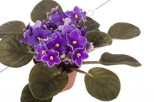 Biosphoto | 589029 | African violet in flowerpot | &copy; Claudius Thiriet / Biosphoto