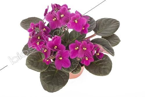 Biosphoto | 589052 | African violet pink in flowerpot | &copy; Claudius Thiriet / Biosphoto