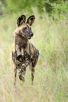 Biosphoto | 2619257 | African wild dog (Lycaon pictus) in the savannah, Kruger National Park, South Africa | &copy; Clément Fontaine / Biosphoto