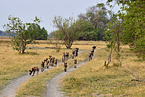 Biosphoto | 2623038 | African wild dogs (Lycaon pictus) pack going on a hunt. Botswana. | &copy; Michel Bureau / Biosphoto