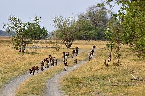 Biosphoto | 2623038 | African wild dogs (Lycaon pictus) pack going on a hunt. Botswana. | &copy; Michel Bureau / Biosphoto