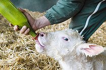 Biosphoto | 2581586 | After a Charolais cow has calved, the farmer milks her and feeds her colostrum to the calf in a bottle to ensure its first drink and give it strength. France | &copy; Claudius Thiriet / Biosphoto