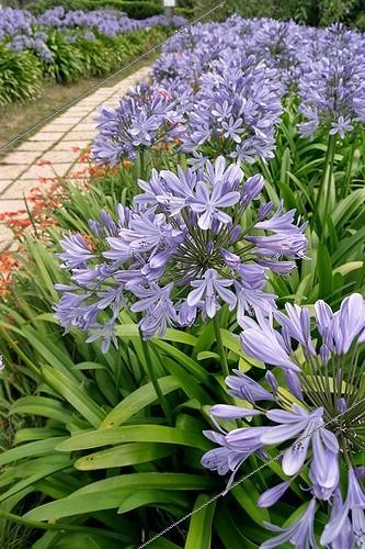 Biosphoto | 171539 | Agapanthus border at Brehat island  | &copy; Hervé Lenain / Biosphoto