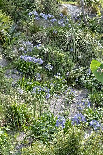 Biosphoto | 2525756 | Agapanthus in a bed, summer, Finistère, France | &copy; Yann Avril / Biosphoto