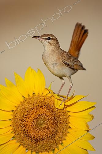 Biosphoto | 2627778 | Agrobate roux (Cercotrichas galactotes) sur un tournesol en fleur, Trebujena, Cadix, Espagne. | &copy; Pablo Barrena / Biosphoto