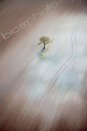 Biosphoto | 155642 | Air shot of a lonely tree in the middle of naked grounds Fra ; February 23, 2004. | &copy; H. Rigel / Biosphoto