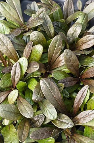 Biosphoto | 2594325 | Ajuga tenorei Valfredda | &copy; Visions BV, Netherlands / ~Ben Phillips / Visions Pictures / Biosphoto