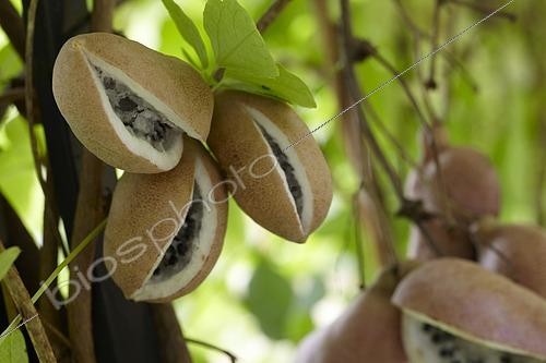 Biosphoto | 2594327 | Akebia quinata | &copy; Visions BV, Netherlands / VisionsPictures & Photography / Visions Pictures / Biosphoto