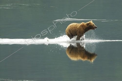 Biosphoto | 521839 | Alaskan Brown Bear galloping in a river  Kodiak island | &copy; Fabrice Simon / Biosphoto
