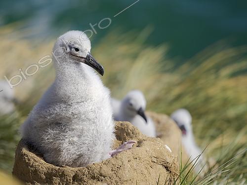 Biosphoto | 2626267 | Albatros à sourcils noirs (Thalassarche melanophris) ou Mollymauk, oisillon au nid, été, île Saunders, îles Falkland, Amérique du Sud | &copy; Martin Zwick / Biosphoto