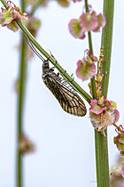 Biosphoto | 2622252 | Alderfly (Sialis lutaria) on a Dock (Rumex sp.) stem, Gers, France | &copy; Marie Aymerez / Biosphoto