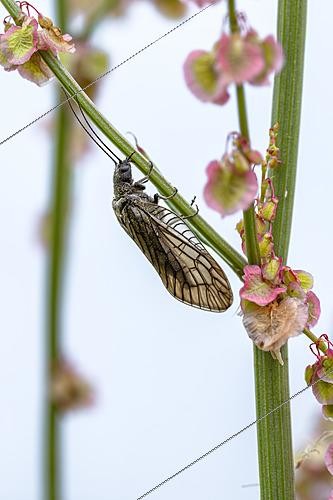Biosphoto | 2622252 | Alderfly (Sialis lutaria) on a Dock (Rumex sp.) stem, Gers, France | &copy; Marie Aymerez / Biosphoto