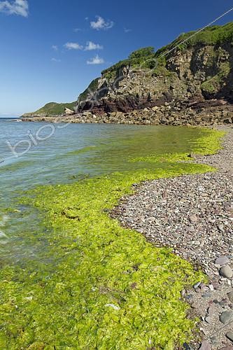 Biosphoto | 2138389 | Algues vertes (Ulva spp), anse de Bréhec, Plouha, Côtes-d'Armor, Bretagne, France | &copy; Frédéric Tournay / Biosphoto