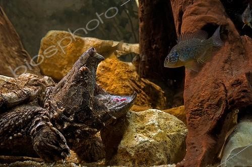 Biosphoto | 1707719 | Alligator snapping turtle fishing by luring fish with tongue | &copy; Daniel Heuclin / Biosphoto