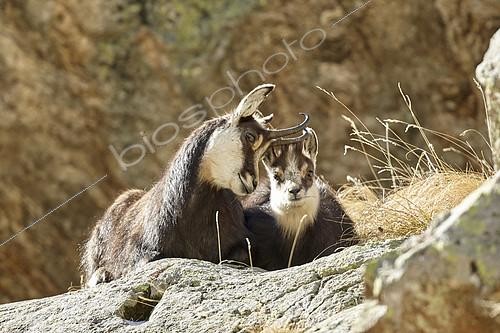 Biosphoto | 2100042 | Alpine Chamois (Rupicapra rupicapra), female and young, Mercantour, Alpes, France | &copy; Robert Valarcher / Biosphoto