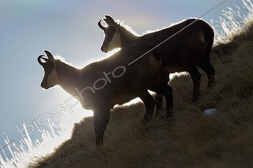 Biosphoto | 2073752 | Alpine Chamois (Rupicapra rupicapra), Mercantour National Park, France | &copy; Robert Valarcher / Biosphoto