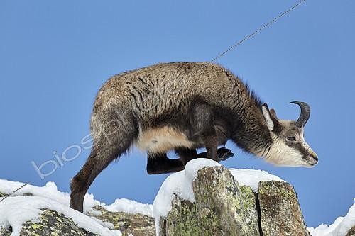 Biosphoto | 2100037 | Alpine Chamois (Rupicapra rupicapra), Mercantour, Alpes, France | &copy; Robert Valarcher / Biosphoto