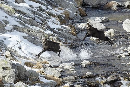 Biosphoto | 2100040 | Alpine Chamois (Rupicapra rupicapra), rutting period in November, Mercantour, Alpes, France | &copy; Robert Valarcher / Biosphoto