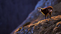 Biosphoto | 2626701 | Alpine chamois (Rupicapra rupicapra) standing in the grass, in the mountains. Alps, Austria. | &copy; Ervin Horesnyík / Biosphoto