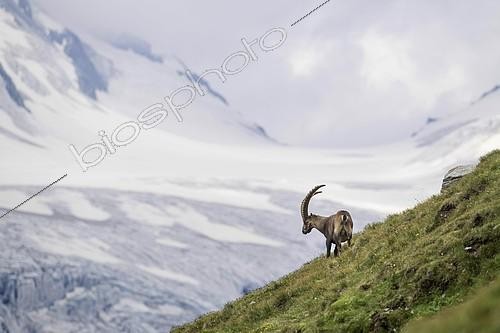 Biosphoto | 2166644 | Alpine Ibex (Capra Ibex) in front of glacier, Hohe Tauern National Park, Carinthia, Austria, Europe | &copy; Robert Haasmann / imageBROKER / Biosphoto