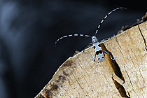 Biosphoto | 2626473 | Alpine Longhorn beetle (Rosalia alpina) climbing to the top of a common beech log, Auvergne, France - this magnificent beetle prefers this type of dead wood to lay its eggs, and the logger will only be able to take it away after three years, once the larvae's development cycle is complete. | &copy; Monique Morin / Biosphoto