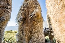 Biosphoto | 2427189 | Alpine marmot ( Marmota marmota), curious, Wideangle, National Park Hohe Tauern, Austria | &copy; Robert Haasmann / Biosphoto