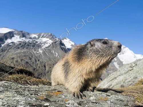 Biosphoto | 2571470 | Alpine Marmot (Marmota marmota) in the NP Hohe Tauern near Mount Grossglockner. Europe, Central Europe, Austria, September | &copy; Martin Zwick / Biosphoto