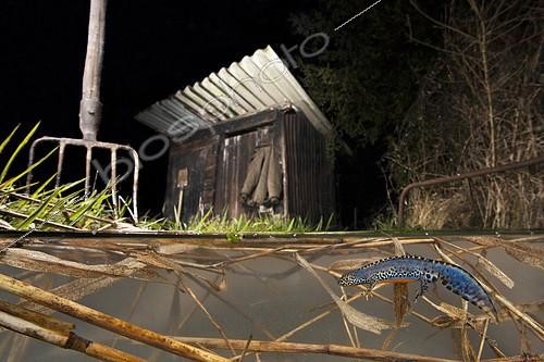 Biosphoto | 2091089 | Alpine newt (Ichthyosaura alpestris) in a garden pond at night, France | &copy; Frank Deschandol & Philippe Sabine / Biosphoto