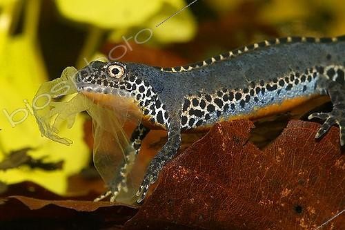 Biosphoto | 1484964 | Alpine newt (Triturus alpestris) underwater, male, feeding his own old skin | &copy; Anton Luhr / imageBROKER / Biosphoto
