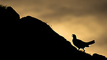 Biosphoto | 2626689 | Alpine ptarmigan (Lagopus muta) at sunrise in the Alps, Austria. | &copy; Ervin Horesnyík / Biosphoto