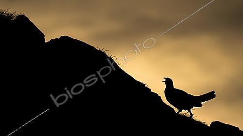 Biosphoto | 2626689 | Alpine ptarmigan (Lagopus muta) at sunrise in the Alps, Austria. | &copy; Ervin Horesnyík / Biosphoto